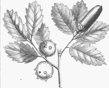 Galläpple - pulverform